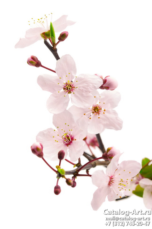 Blossom tree 81